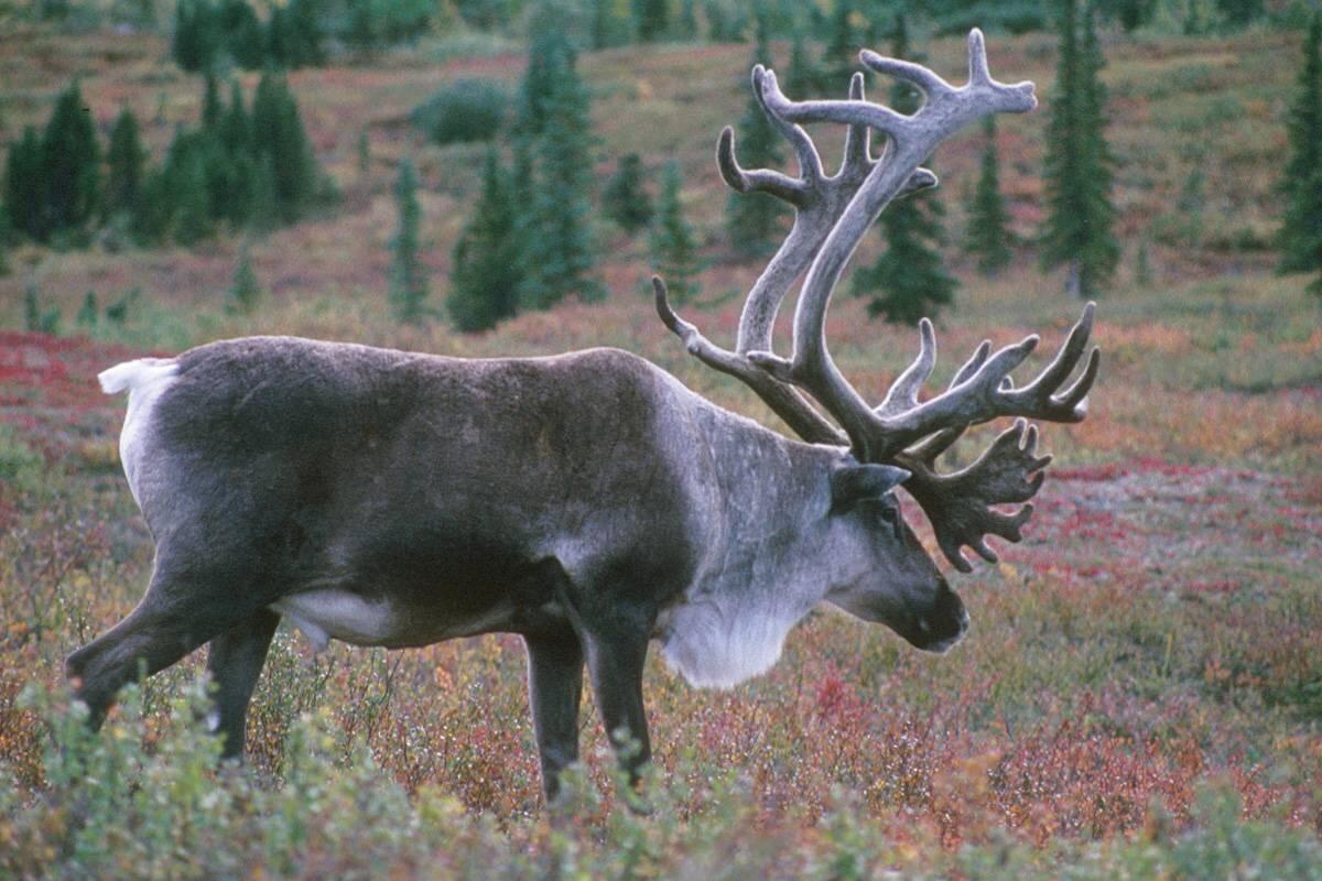 The other 364 days of the year the real lives of wild reindeer u s 
